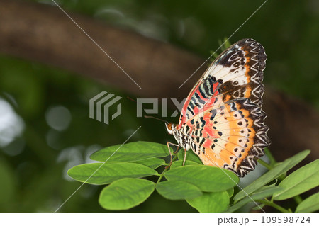 The beautiful butterfly on flower is show beauty wing in nature garden 109598724