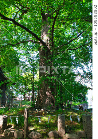 諏方神社（東京都荒川区西日暮里） 109598802