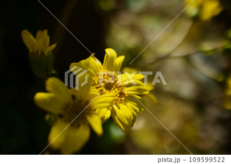 光沢の黄、ツワブキを照らす冬の陽射し 109599522