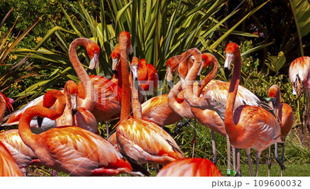 Flamingo in the zoo. 109600032