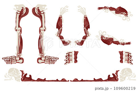 骨と筋のフレーム(文字なし・背景透過) 109600219