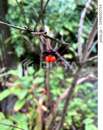 赤く色付いたニシキギの種子 109600754