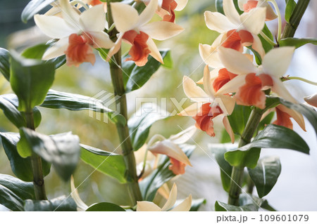 Phragmipedium Orchids flower macro close up 109601079