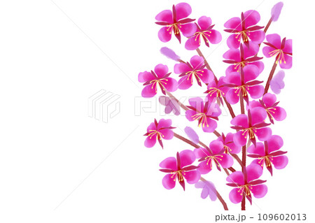 柳蘭(ヤナギラン)の花のカード 柳蘭(ヤナギラン)の花のカード 109602013