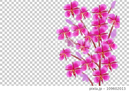 柳蘭(ヤナギラン)の花のカード 柳蘭(ヤナギラン)の花のカード 109602013