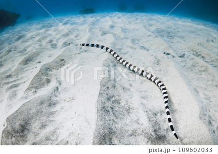 Sea snake on sea sandy bottom in tropical ocean 109602033