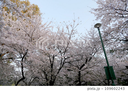愛知県名古屋市昭和区_鶴舞公園桜3_2023年3月 愛知県名古屋市昭和区_鶴舞公園桜3_2023年3月 109602243