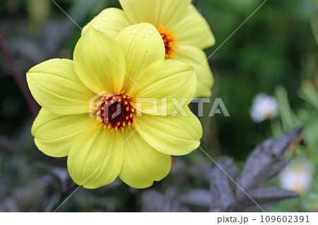 Yellow single flowered dahlia flower in close up 109602391