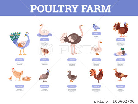Infographic about poultry farm flat style, vector illustration Infographic about poultry farm flat style, vector illustration 109602706