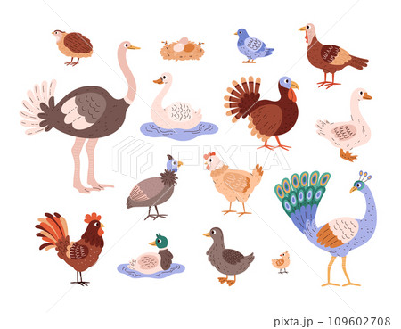 Poultry species set. 109602708