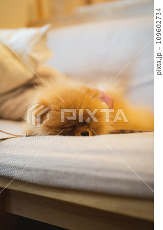 お昼寝 109602734