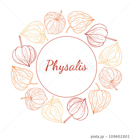 Physalis circular decorative frame. Organic healthy food wreath with space for text. Vector illustration for wallpaper, wrapping paper, package design, and background. 109602801