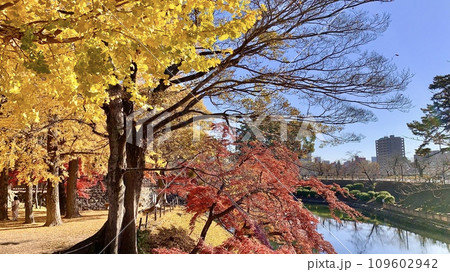 青空に映える龍城堀の銀杏と紅葉〈岡崎城公園/愛知県岡崎市〉 青空に映える龍城堀の銀杏と紅葉〈岡崎城公園/愛知県岡崎市〉 109602942