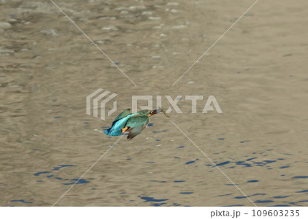 魚を咥えたカワセミが飛ぶ水面の風景 109603235