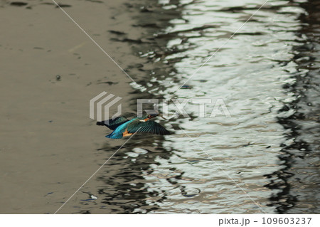 魚を咥えたカワセミが飛ぶ水面の風景 魚を咥えたカワセミが飛ぶ水面の風景 109603237