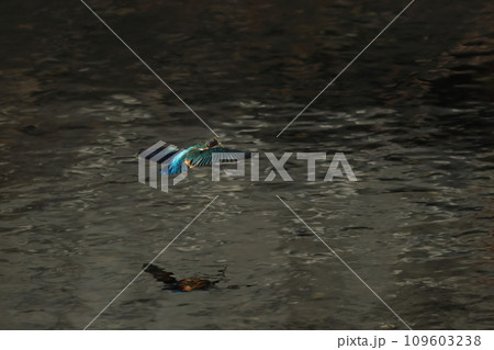 魚を咥えたカワセミが飛ぶ水面の風景 魚を咥えたカワセミが飛ぶ水面の風景 109603238