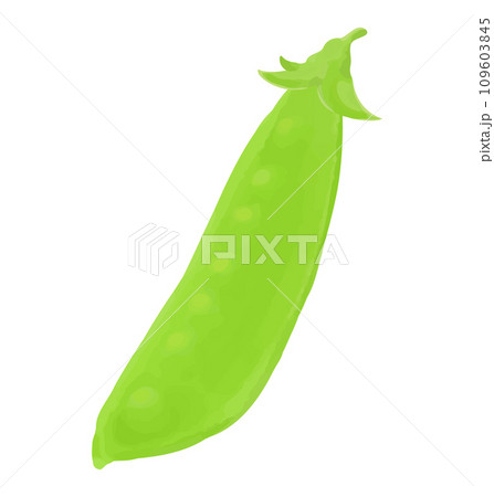 サヤエンドウの手描き風イラスト 109603845