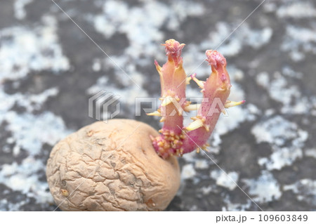 芽が出てきた種芋（ジャガイモ　品種キタアカリ） 109603849