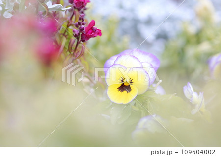 カラフルな小さい花　ビオラ（パンジー） 109604002