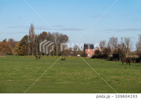 Grazing cows in the green meadows around Saint Brixius Rode, Belgium 109604193