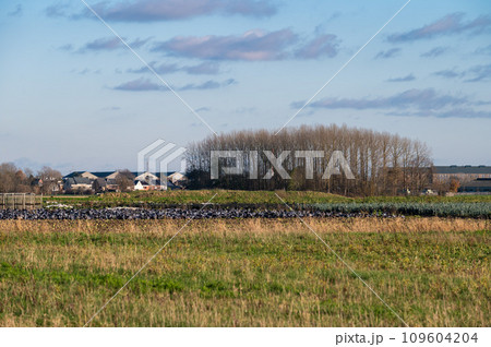 Colorful farmland, trees and sky in winter around Londerzeel, Brabant Region, Belgium 109604204