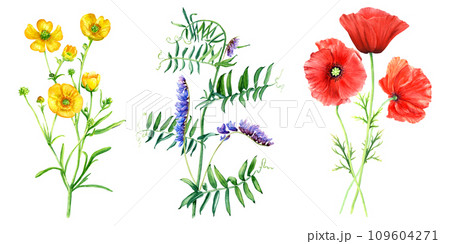 A set of wild flowers and grasses such as yellow buttercup, vetch branch and red poppies. Hand drawn botanical watercolor illustration isolated on white background. For clip art cards label package A set of wild flowers and grasses such as yellow buttercup, vetch branch and red poppies. Hand drawn botanical watercolor illustration isolated on white background. For clip art cards label package 109604271