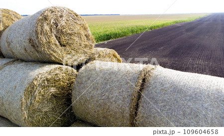Many bales of straw in the field. Many bales rolls of wheat straw stacked together in field after harvest on summer day. Agricultural agro-industrial agrarian field. agribusiness. Aerial drone view. 109604658