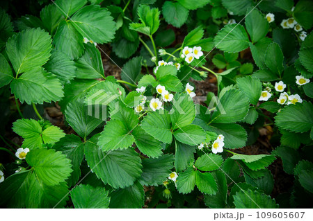Strawberries bloom in the garden, blooming strawberries in the garden. Strawberries bloom in the garden, blooming strawberries in the garden. 109605607
