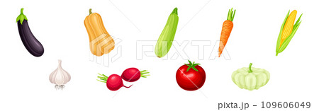 Fresh and Ripe Vegetables Harvest with Organic Crop Vector Set 109606049