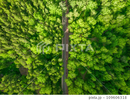 Aerial view of the road in the summer forest with green high pine or spruce trees. 109606318