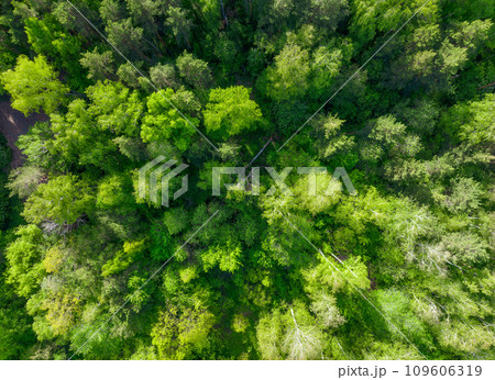 Aerial top view of summer green trees in forest. Drone photography. 109606319