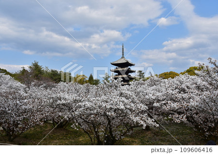 日本の春の京都 世界遺産の仁和寺 満開の御室桜と重要文化財の五重塔と美しい青空 日本の春の京都 世界遺産の仁和寺 満開の御室桜と重要文化財の五重塔と美しい青空 109606416
