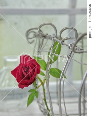 窓辺に赤い薔薇一輪 109606636