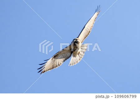 飛翔するノスリ 109606799