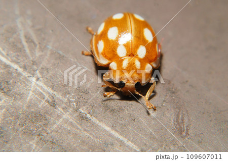 ムーアシロホシテントウ 109607011