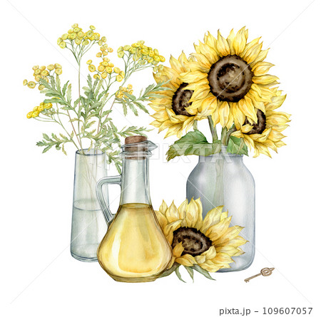 Sunflower oil in glass bottle and bouquet watercolor hand painted. illustration isolate on white background. Natural fresh organic yellow vegetable oil in jar. Pure vegan seasoning. gold key and tansy Sunflower oil in glass bottle and bouquet watercolor hand painted. illustration isolate on white background. Natural fresh organic yellow vegetable oil in jar. Pure vegan seasoning. gold key and tansy 109607057
