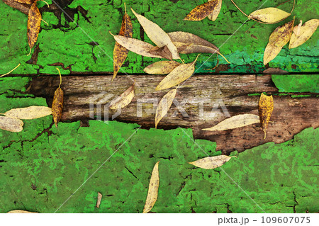 Autumn yellow fallen leaves and twigs on old wooden background texture of boards with cracked green paint. Shabby grunge wood panels, frame, flat lay. Fall season concept 109607075