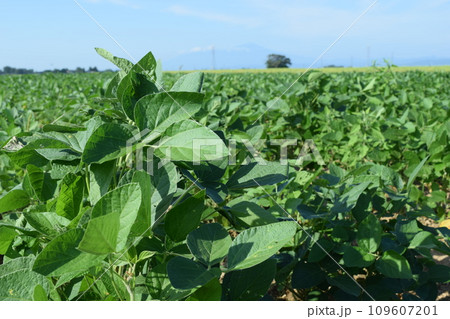 ダイズ畑 山形県庄内 ダイズ畑 山形県庄内 109607201