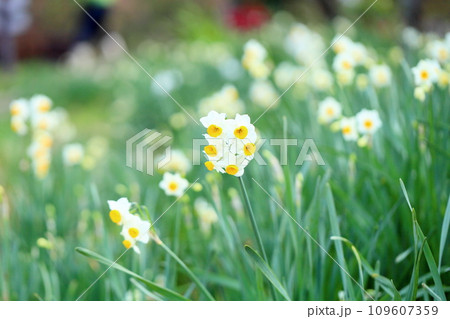 水仙の花　日本水仙 109607359