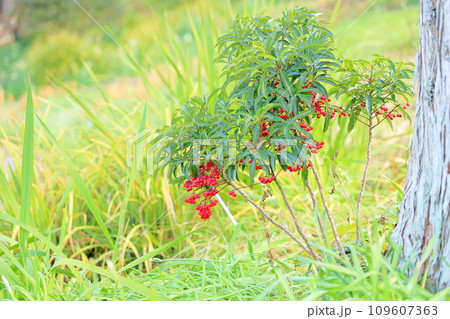 万両の実 109607363