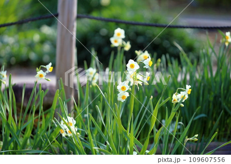 水仙の花 日本水仙 水仙の花 日本水仙 109607556