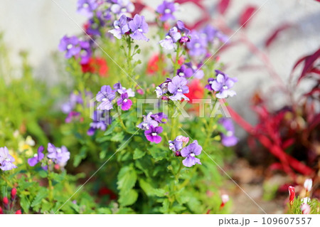 ネメシアの花 ネメシアの花 109607557