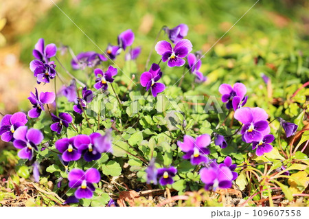 ビオラの花 ビオラの花 109607558