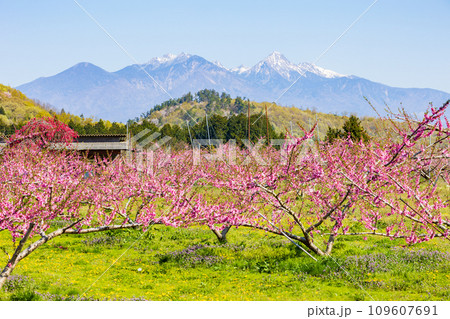 山梨県韮崎市の春　新府桃源郷の桃の花と八ヶ岳 109607691