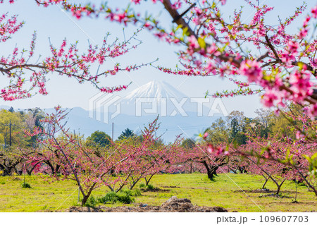 山梨県韮崎市の春　新府桃源郷の桃の花と富士山 109607703