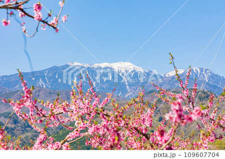 山梨県韮崎市の春 新府桃源郷の桃の花と鳳凰三山 山梨県韮崎市の春 新府桃源郷の桃の花と鳳凰三山 109607704