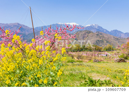 山梨県韮崎市の春　新府桃源郷の桃の花と鳳凰三山 109607709