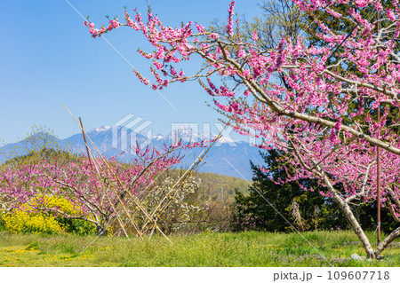 山梨県韮崎市の春　新府桃源郷の桃の花と八ヶ岳 109607718