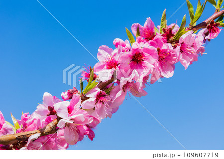 山梨県韮崎市の春　新府桃源郷の桃の花 109607719