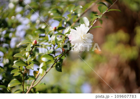 可愛いサザンカの花 109607783